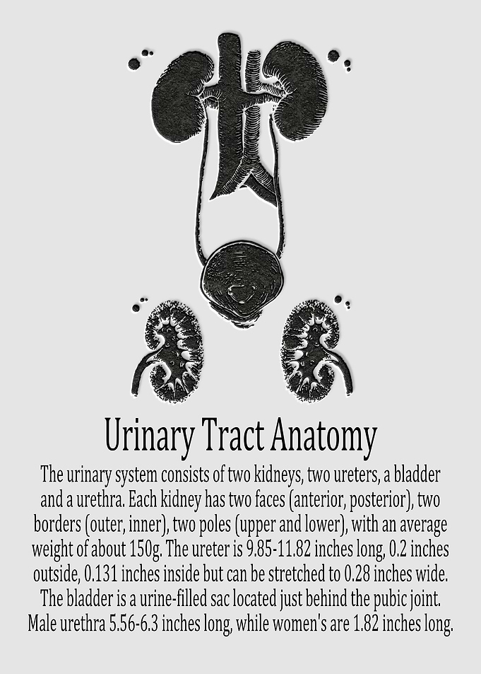 Urinary Tract Anatomy