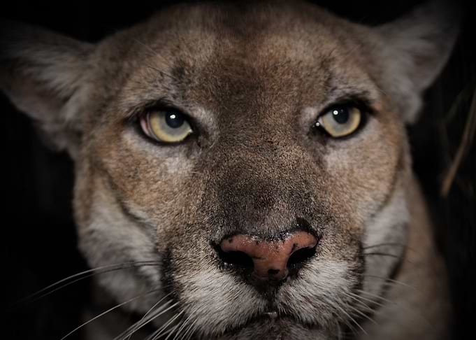 The Lioness