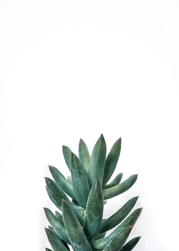 Green Succulents