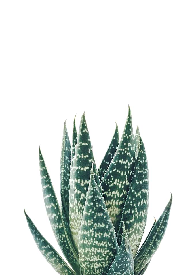 Green Succulents