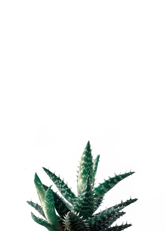 Green Succulents