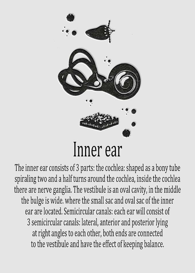 Inner ear