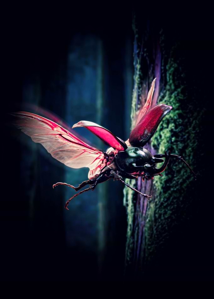 Rhinoceros Beetle