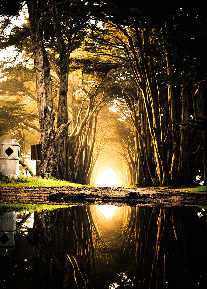 Forest