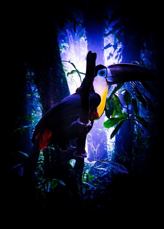 Toucan