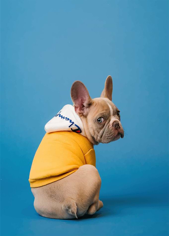 cute dog