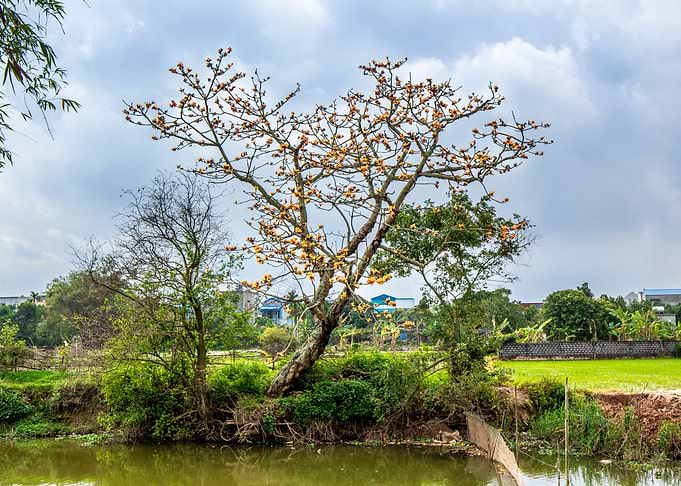 A golden bombax tree