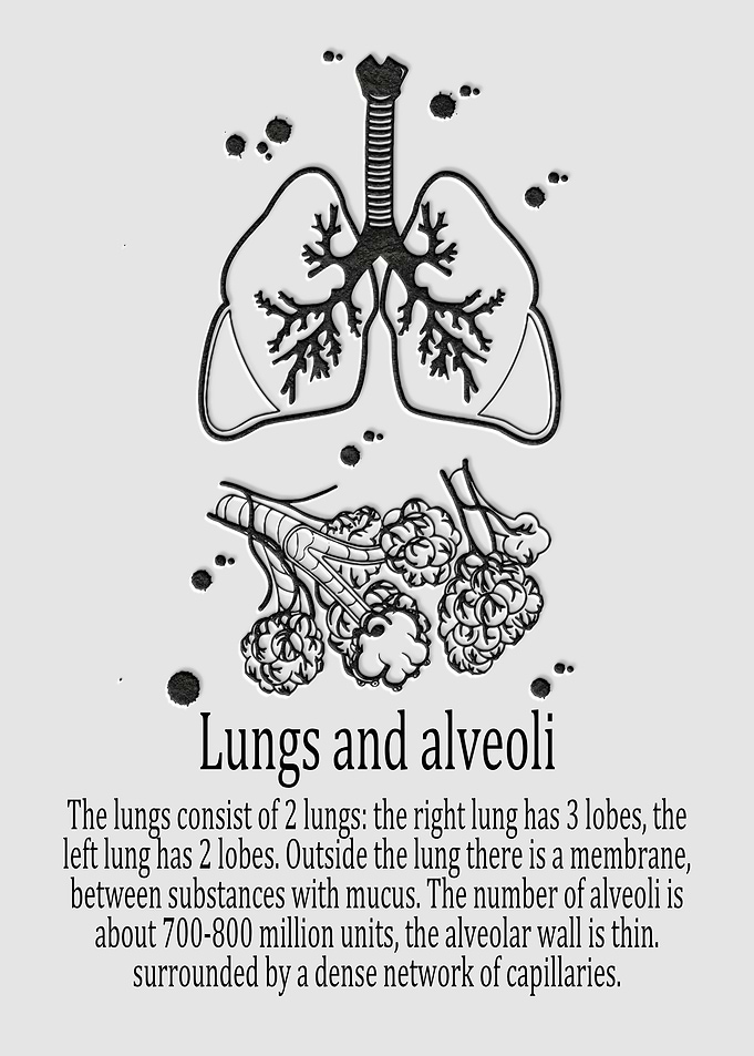 Lungs and alveoli