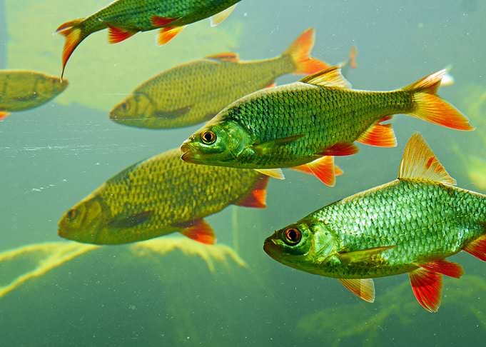 School of Angelfish