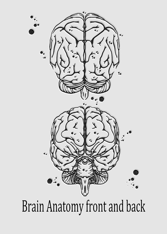 Brain human