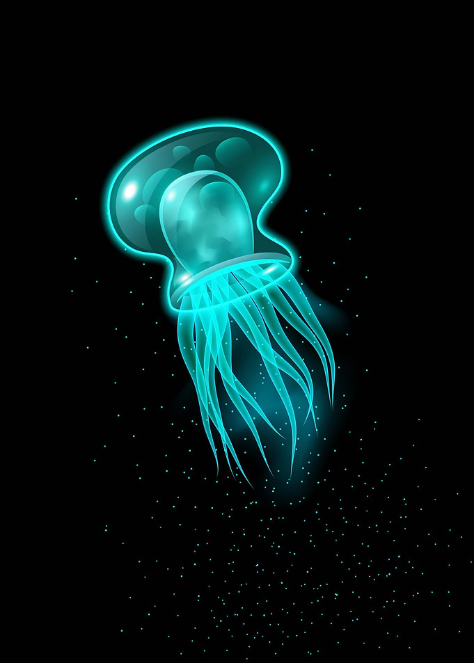 jellyfish