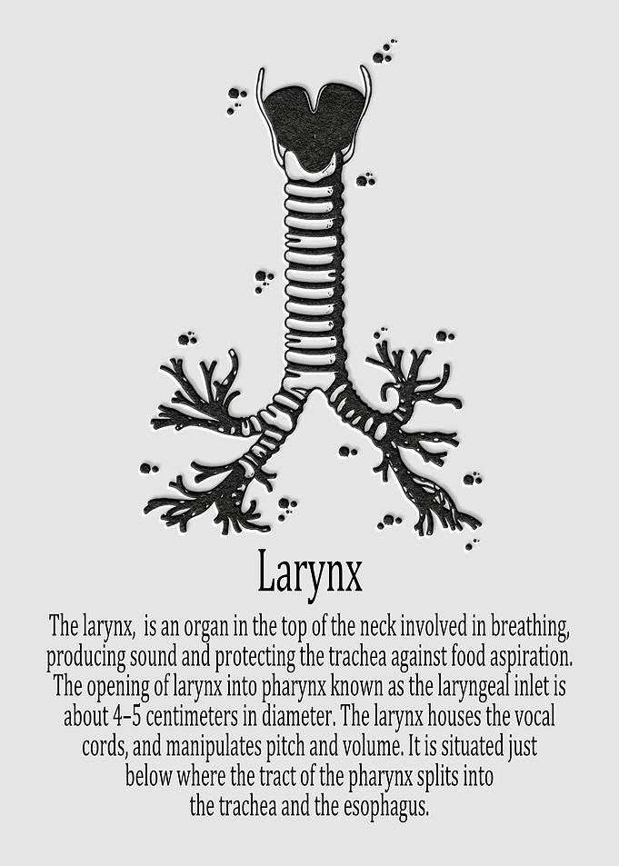Larynx