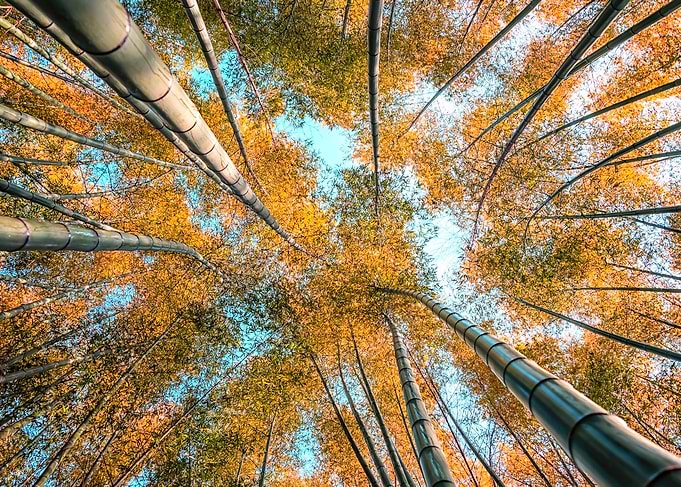 Look Up