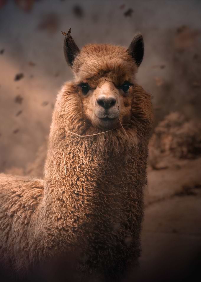 The Alpaca