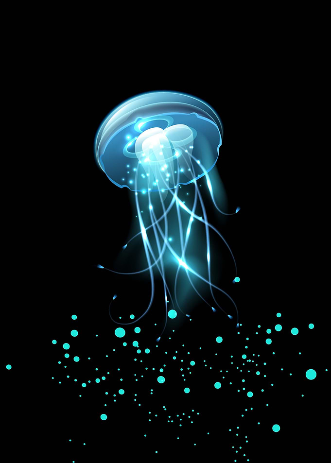 Jellyfish