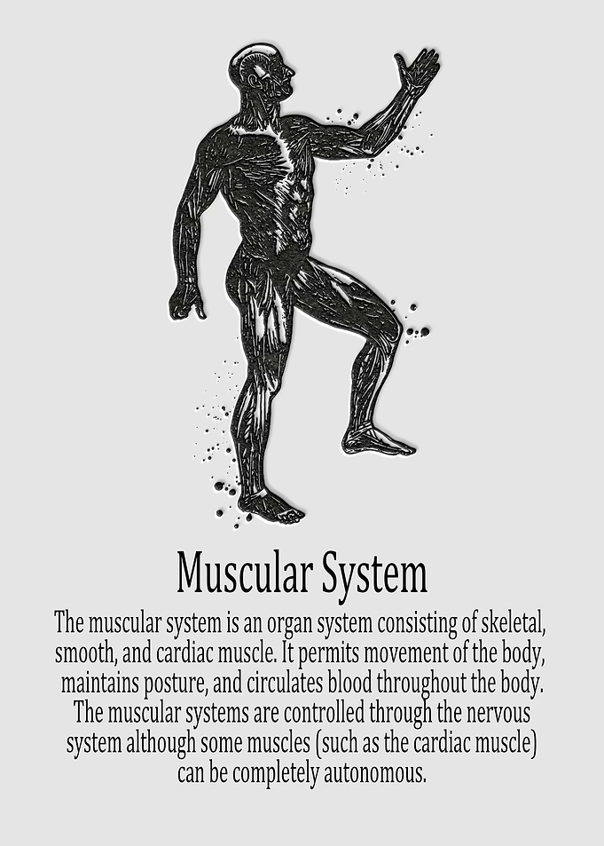 Muscular System