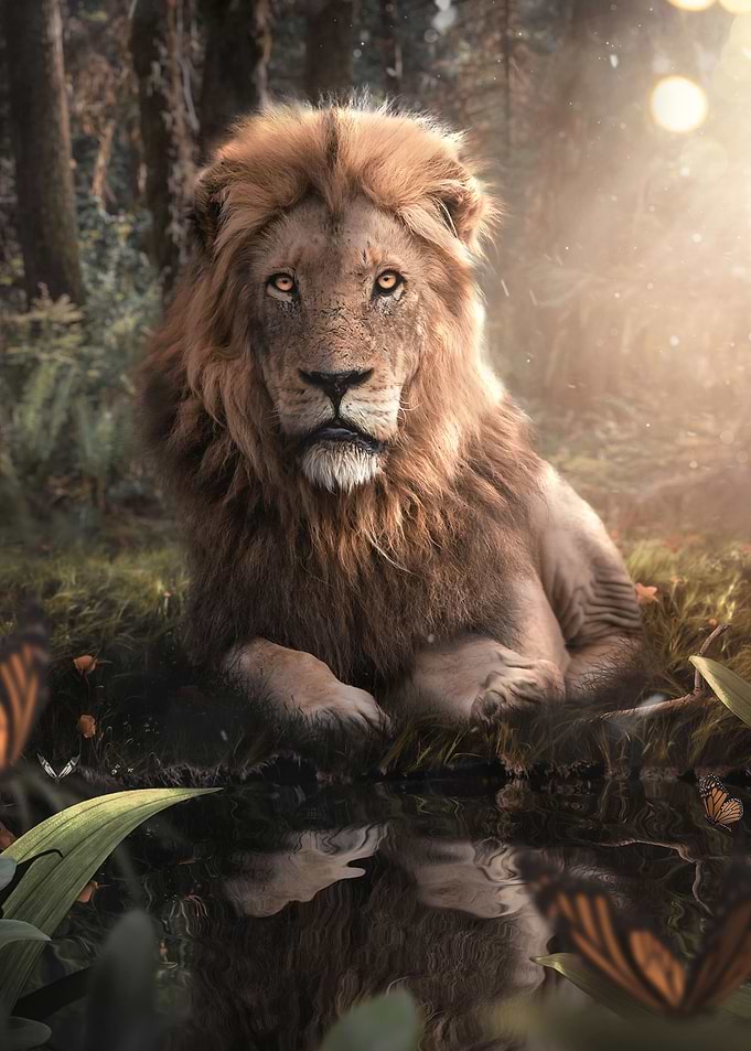 Lion in The Woods