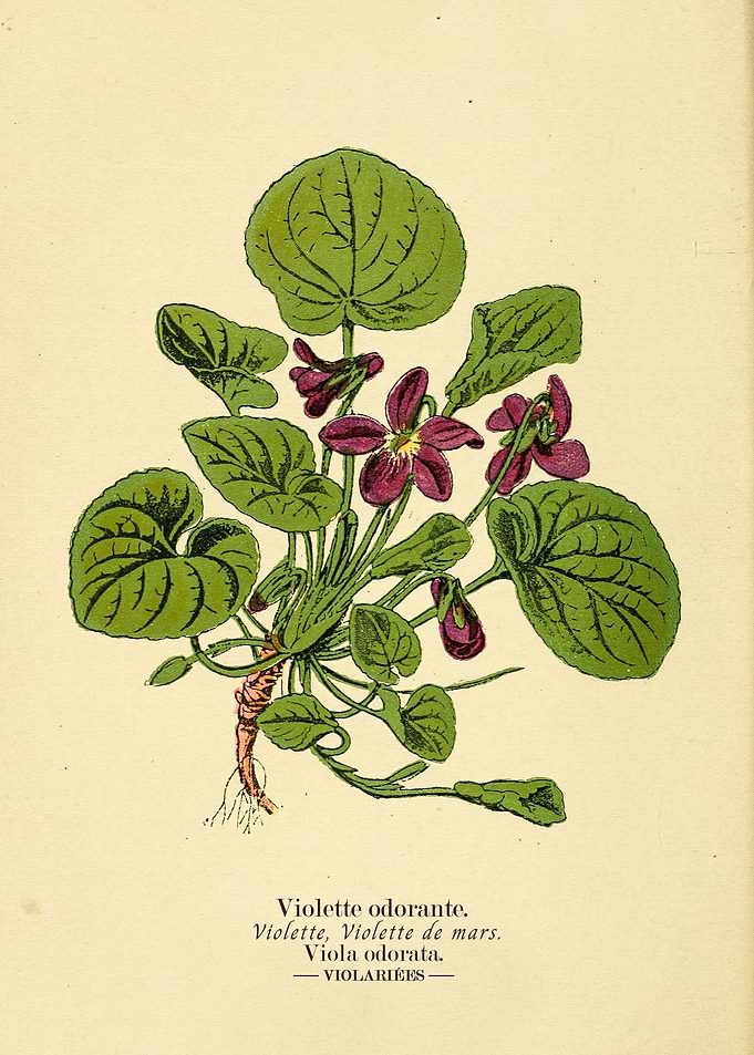 Vintage Plant