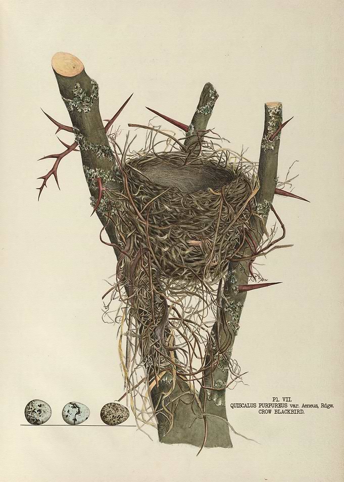 The nests and eggs of bird