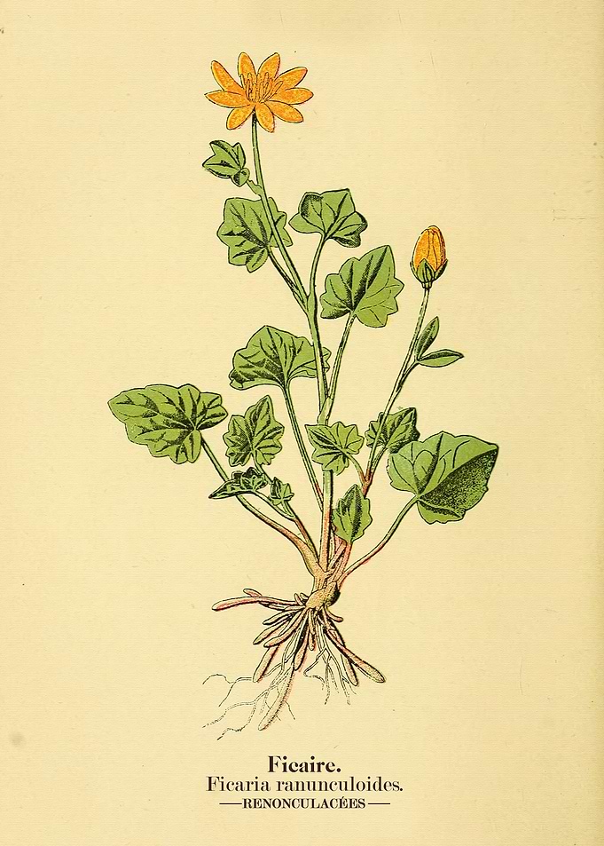 Vintage Plant