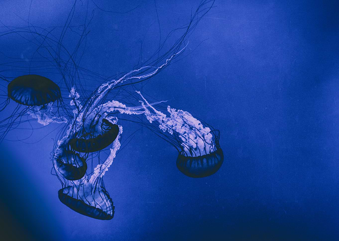 Jellyfish play
