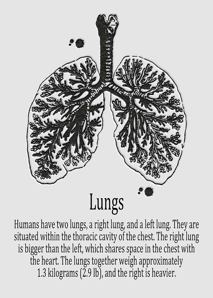 Lungs