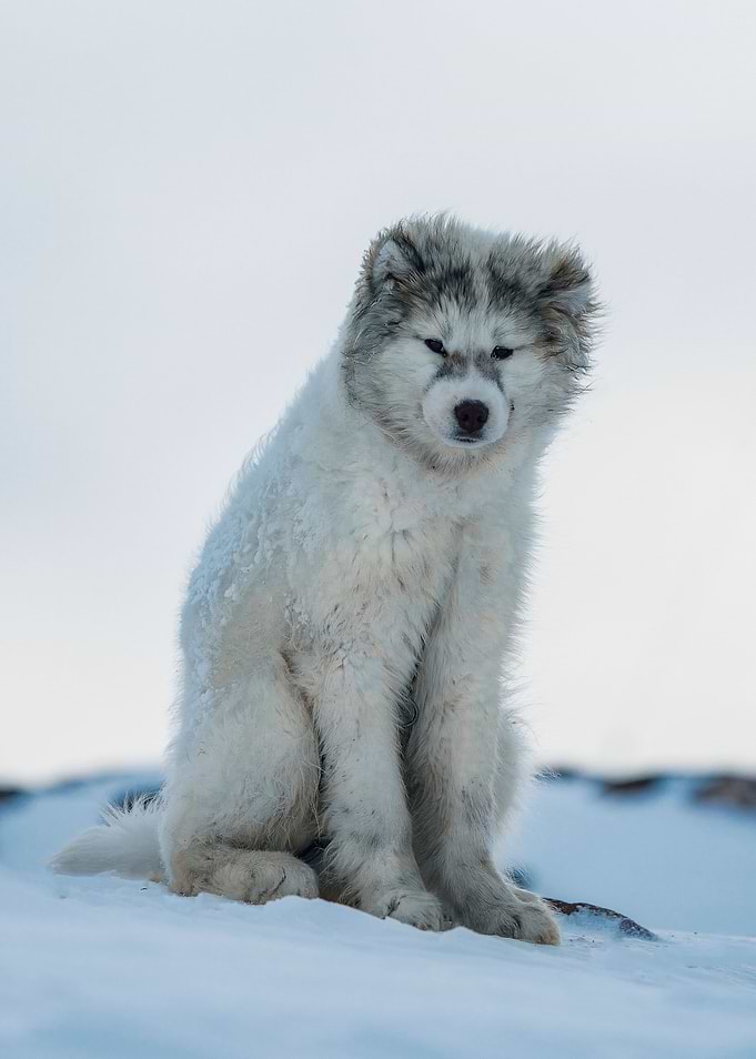 Husky Pup in the snow