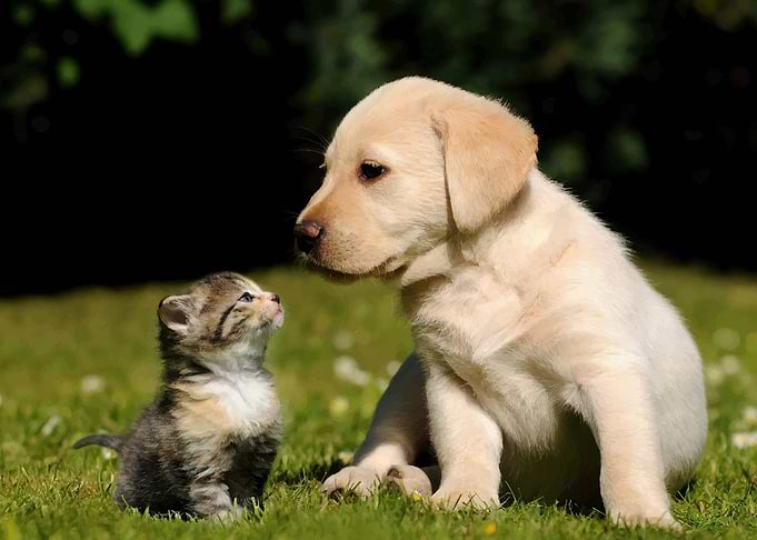 Cat and Dog