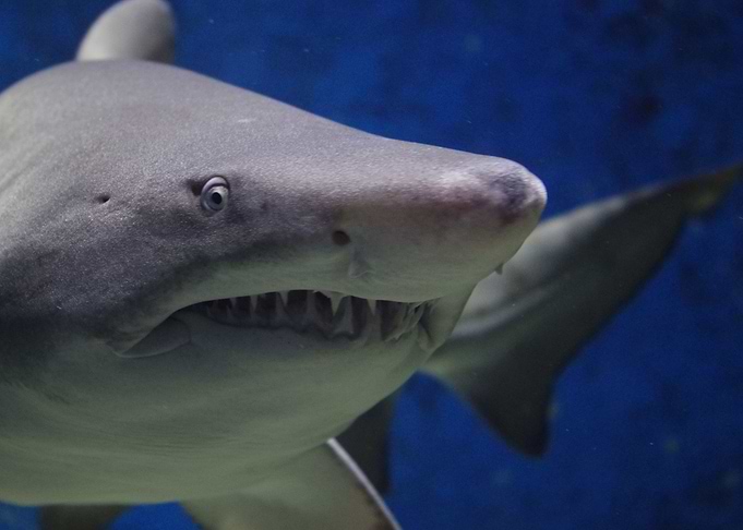 Shark Alert