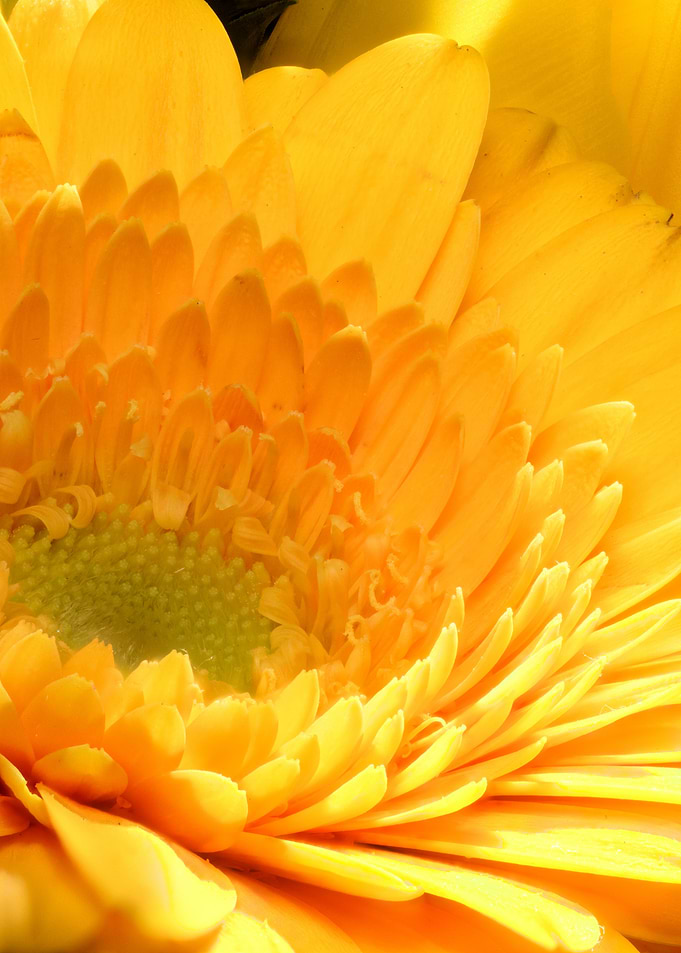 closeup of marigold
