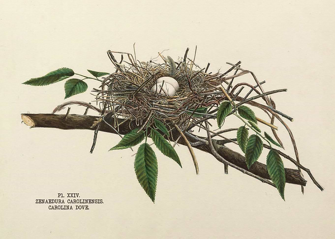 Nests and Eggs of Birds