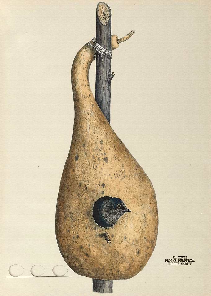 Nests and Eggs of Birds