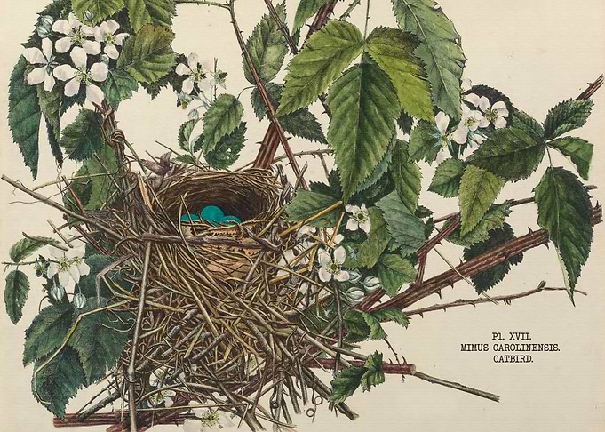 Nests and Eggs of Birds