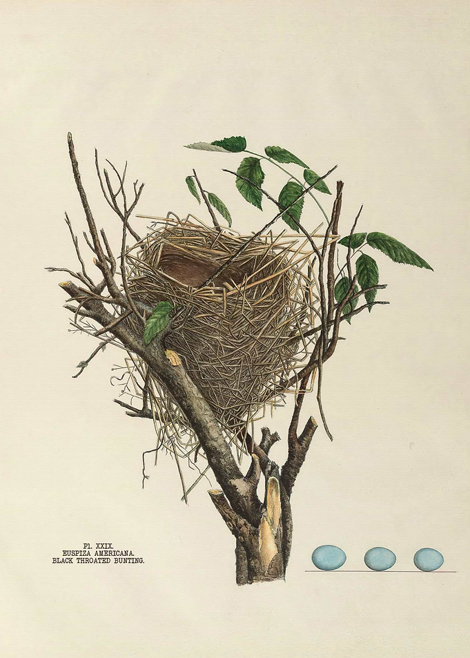 Nests and Eggs of Birds