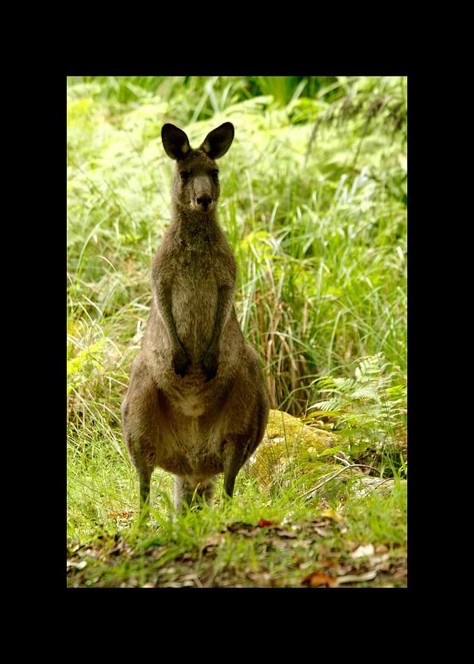 Kangaroo