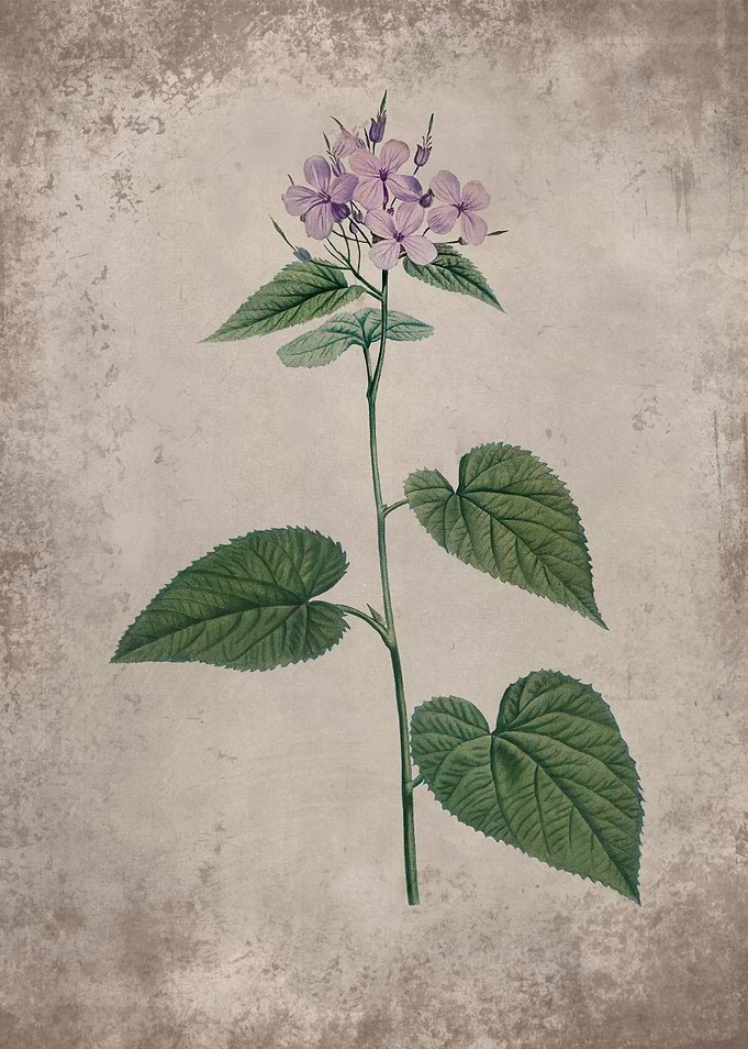 Morning glory