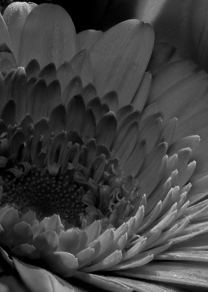 closeup of marigold