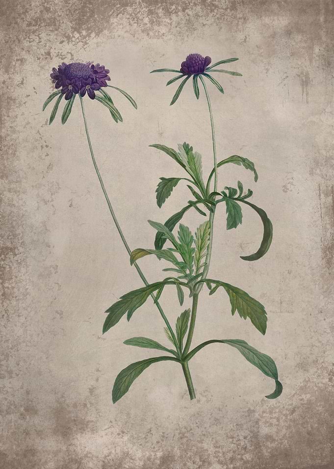 Purple Allium