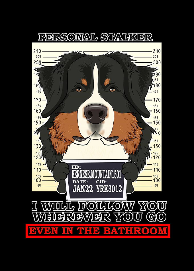 Bernese Mountain Dog