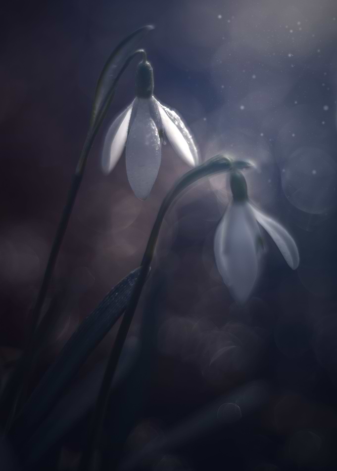 White snowdrops, macro