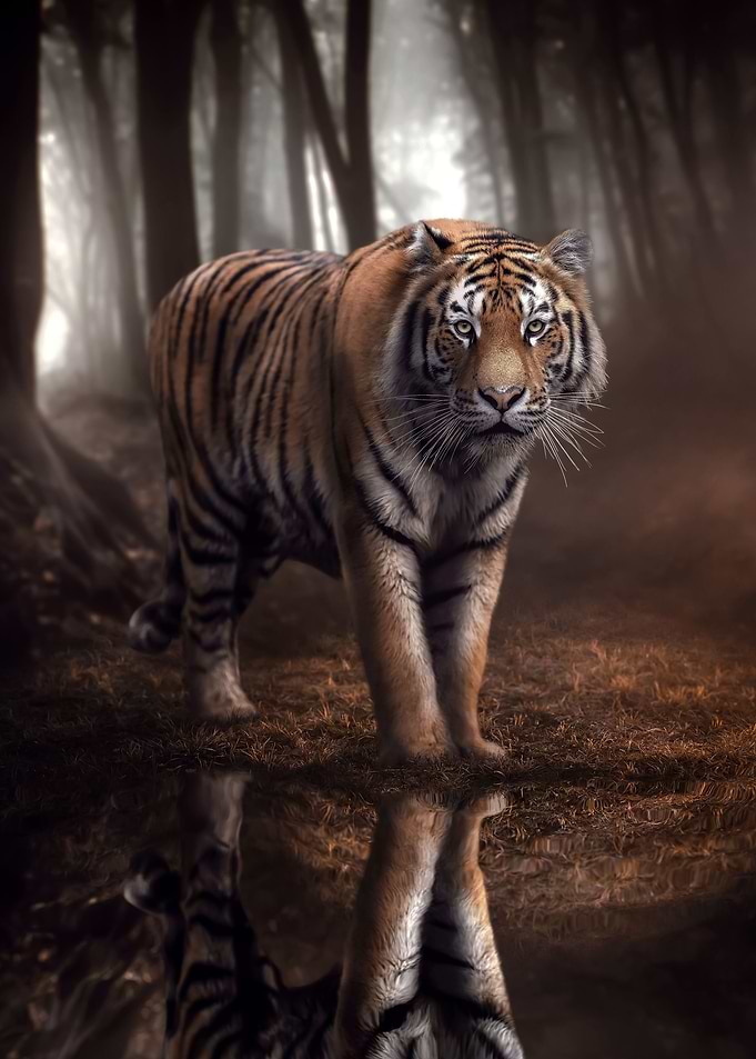 Tiger Stare