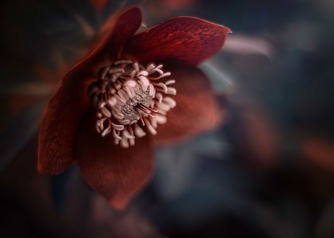 Red flowers, garden, macro