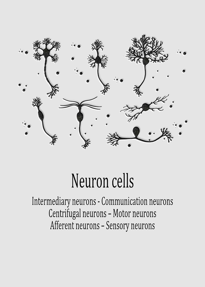 Neuron cells