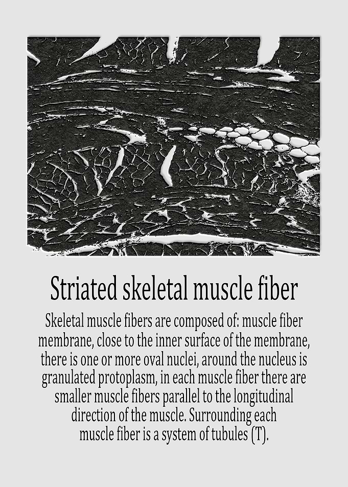 Striated skeletal muscle
