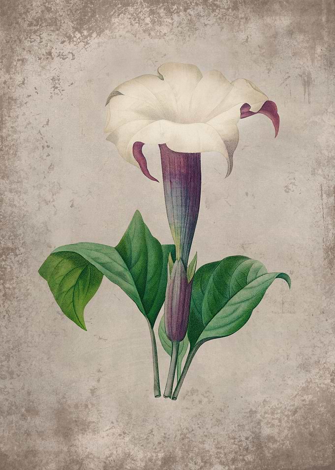 Datura