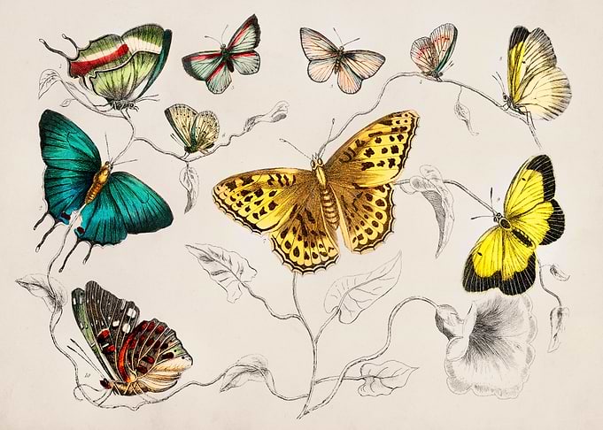 Butterfly with Flowers