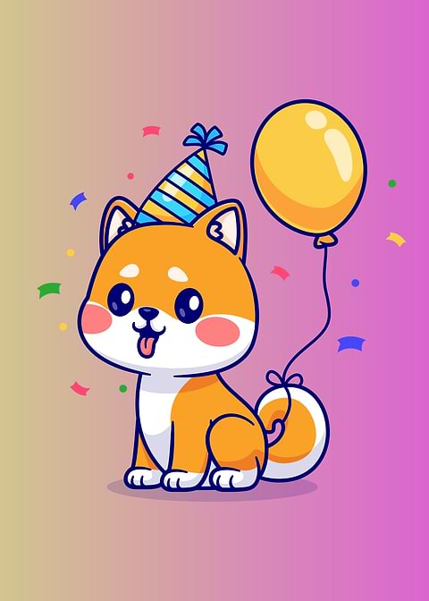 Shiba cute