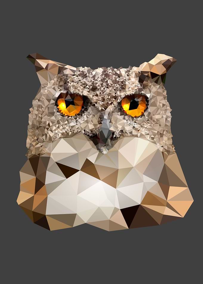 Owl animal