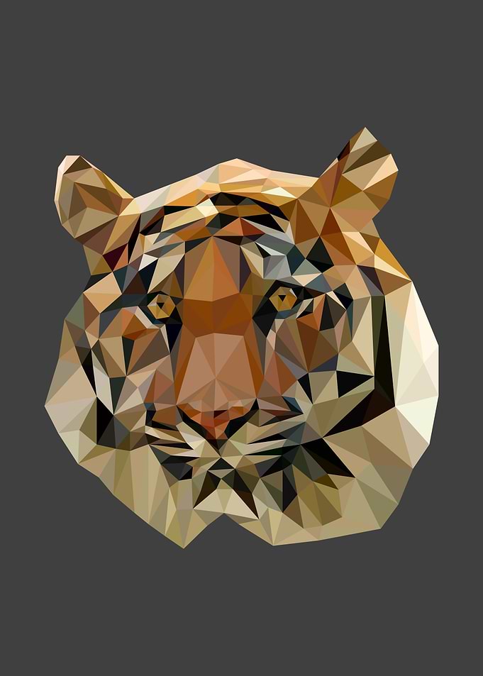 Tiger animal