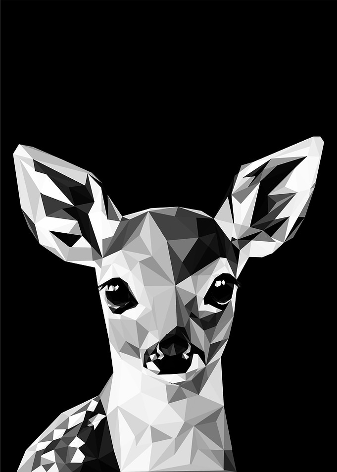 baby fawn